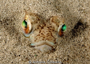 Tr5achinus draco, a 35 cm fish that use to behind under t... by Antonio Colacino 